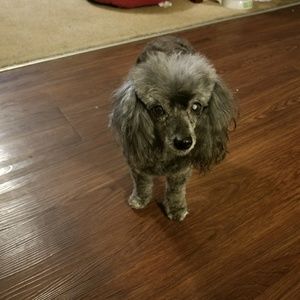 Meet your Posher, Belinda